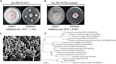 A Novel Antifungal Actinomycete Streptomyces sp. Strain H3-2 Effectively Controls Banana Fusarium Wilt